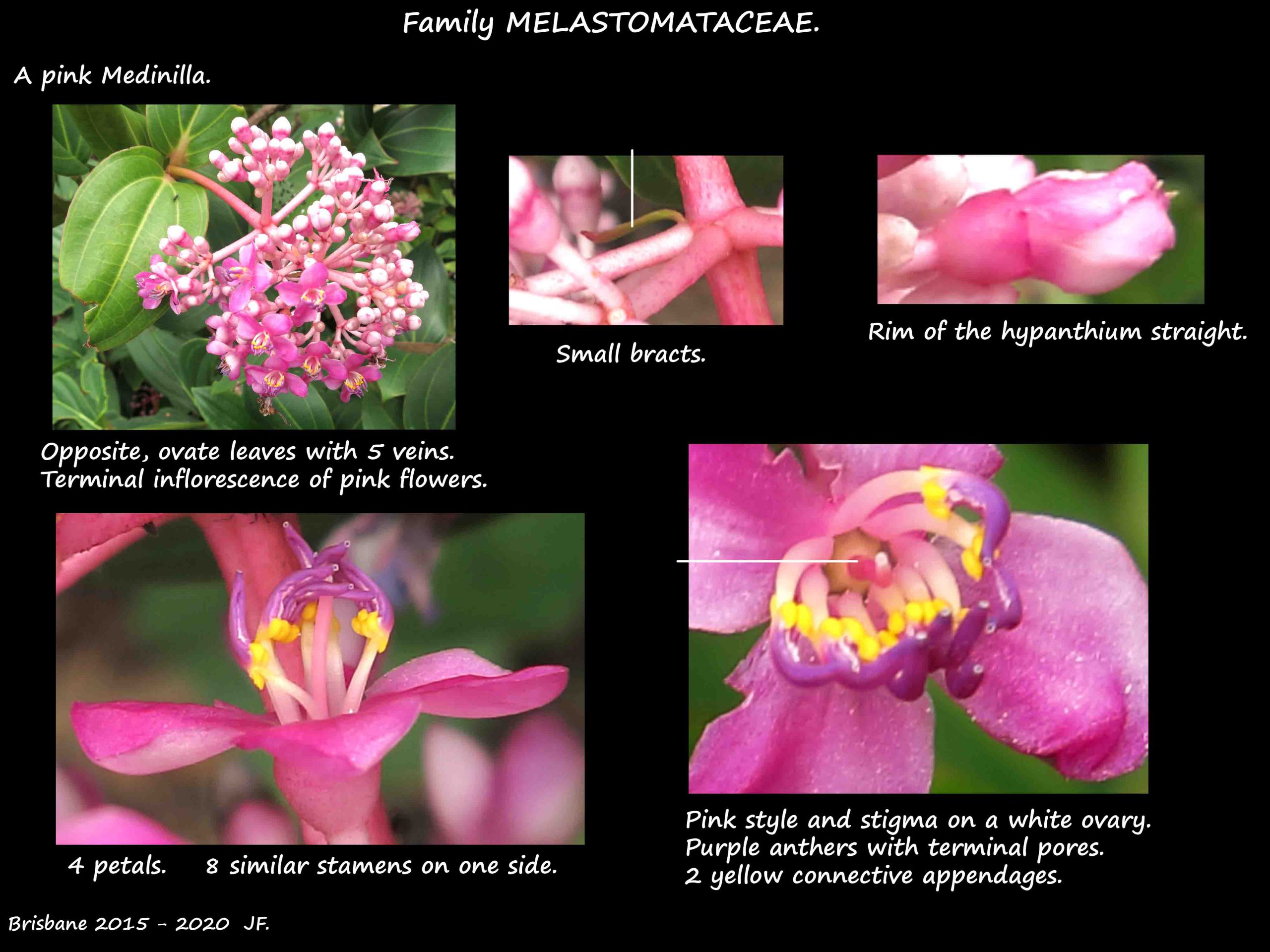 3 A Pink Medinilla